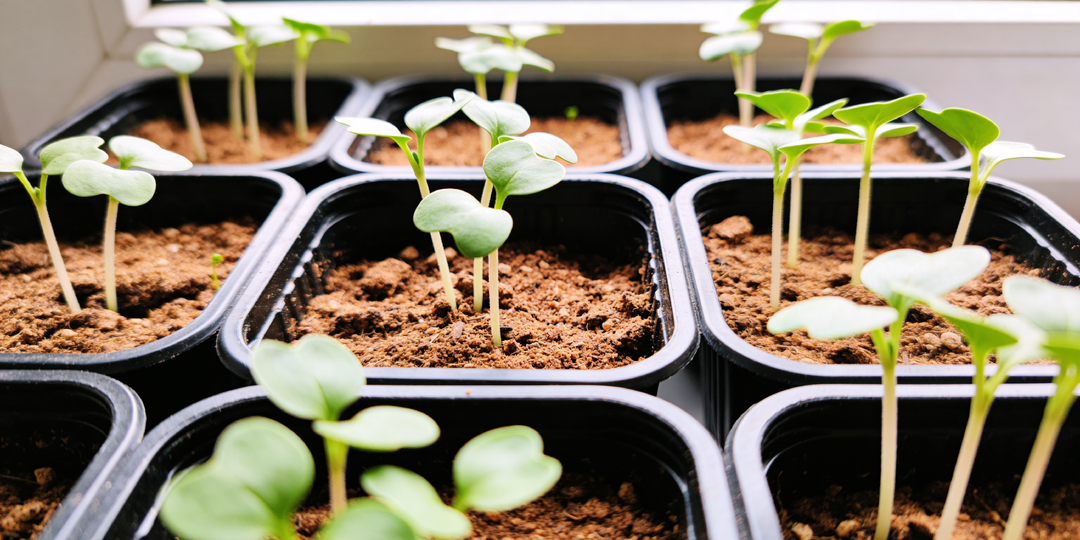 Рассада без фитоламп: как я сэкономил 15 000 рублей и получил урожай на 40% больше!