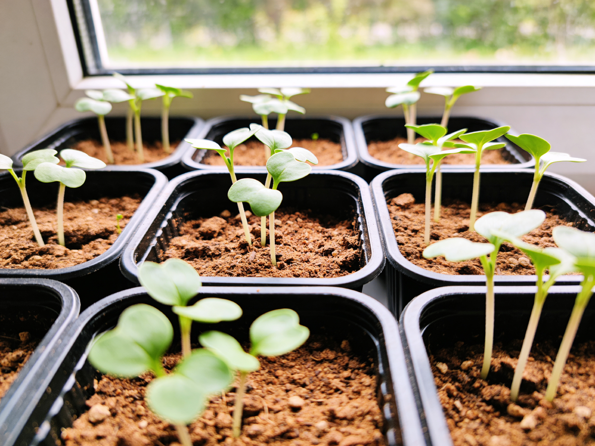 Рассада без фитоламп: как я сэкономил 15 000 рублей и получил урожай на 40% больше!