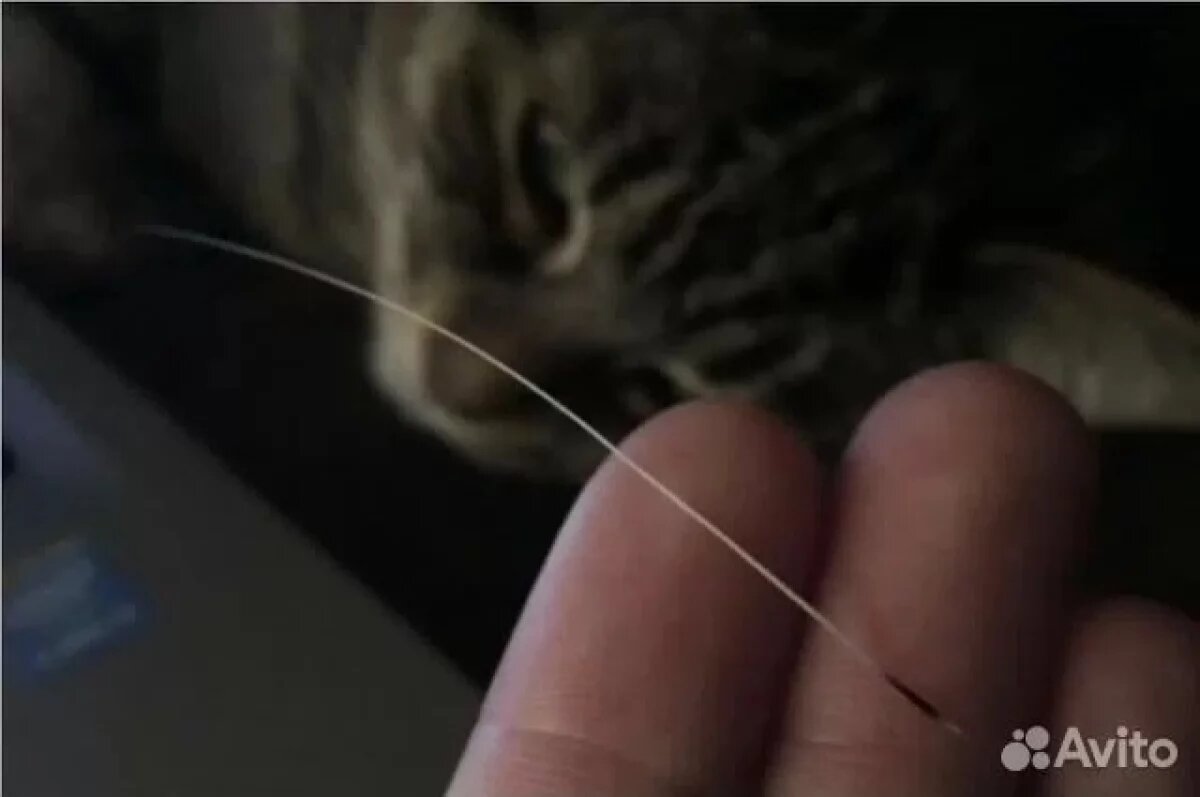    Усы кота и бирка от хлеба.