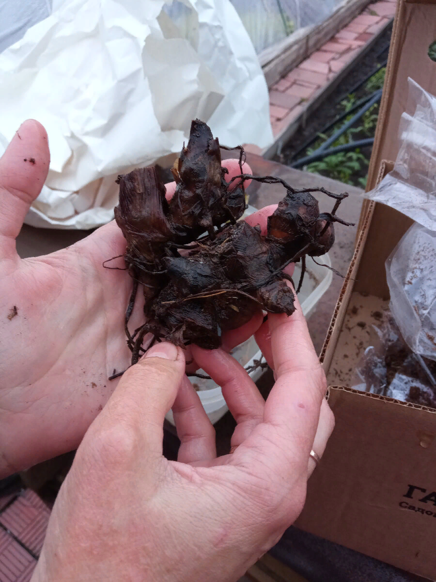 гнилые клубни из Гаршинки