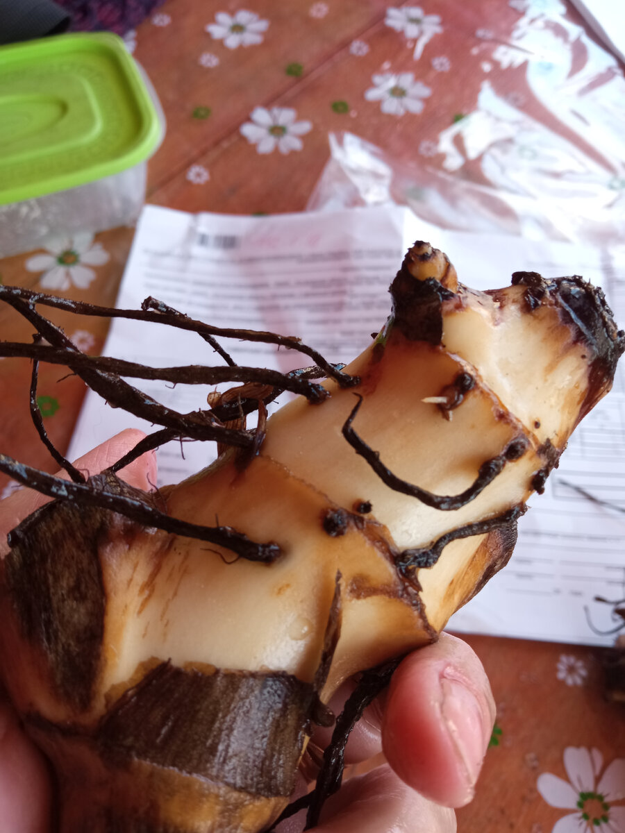 канны из чабреца - не гнилые, но вообще не те