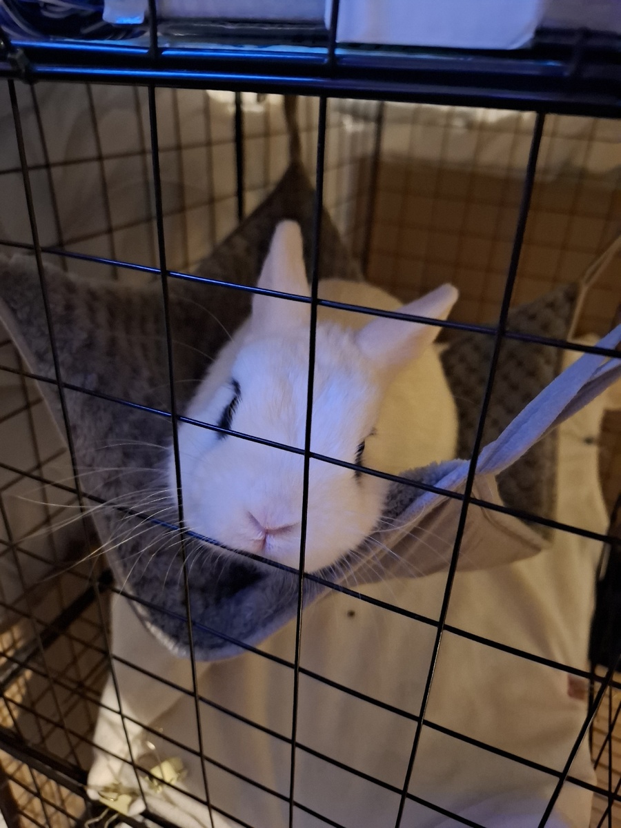 Моти в своём луюбимом гамаке...