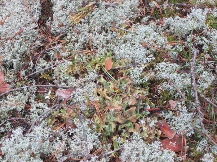 Цетрария исландская в окружении кладоний в сухом сосновом бору (фото из архива автора)