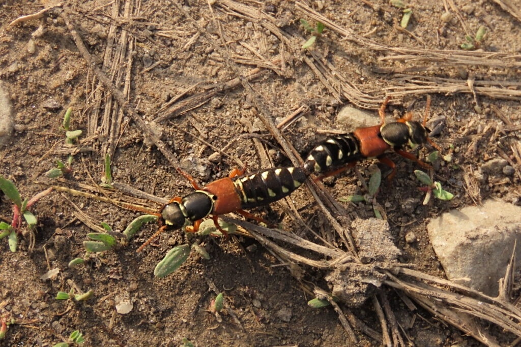     Staphylinus caesareus, стафилин великолепный 25.04.25 Анна Власова