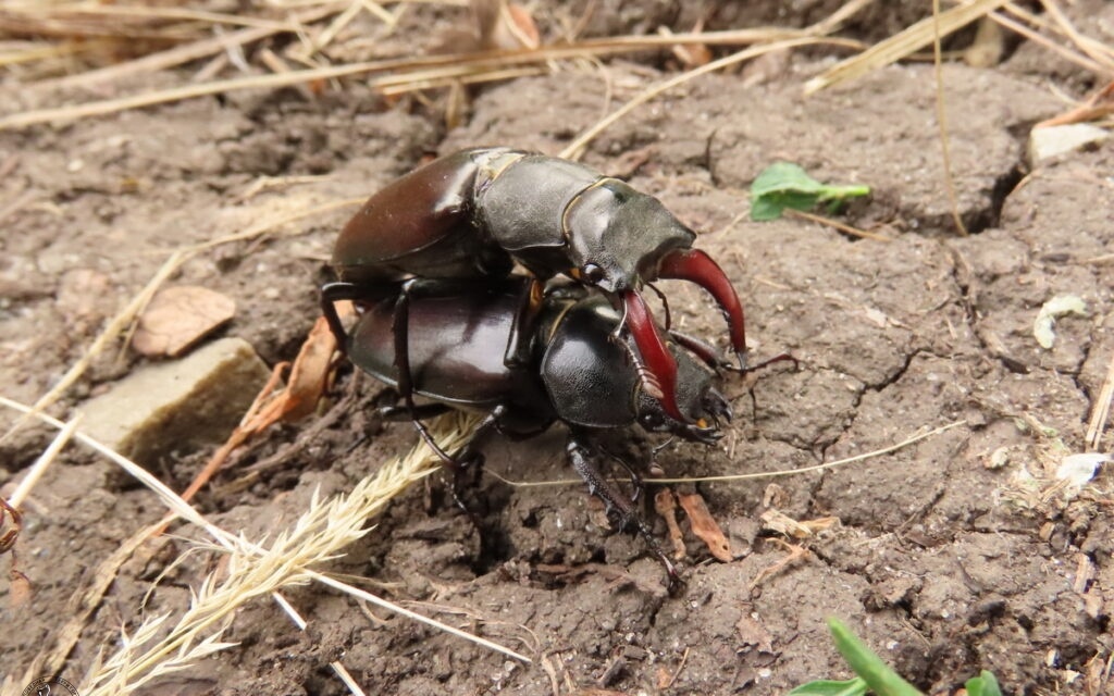    Жуки-олени Lucanus cervus, пара. 24.06.24 Анна Власова