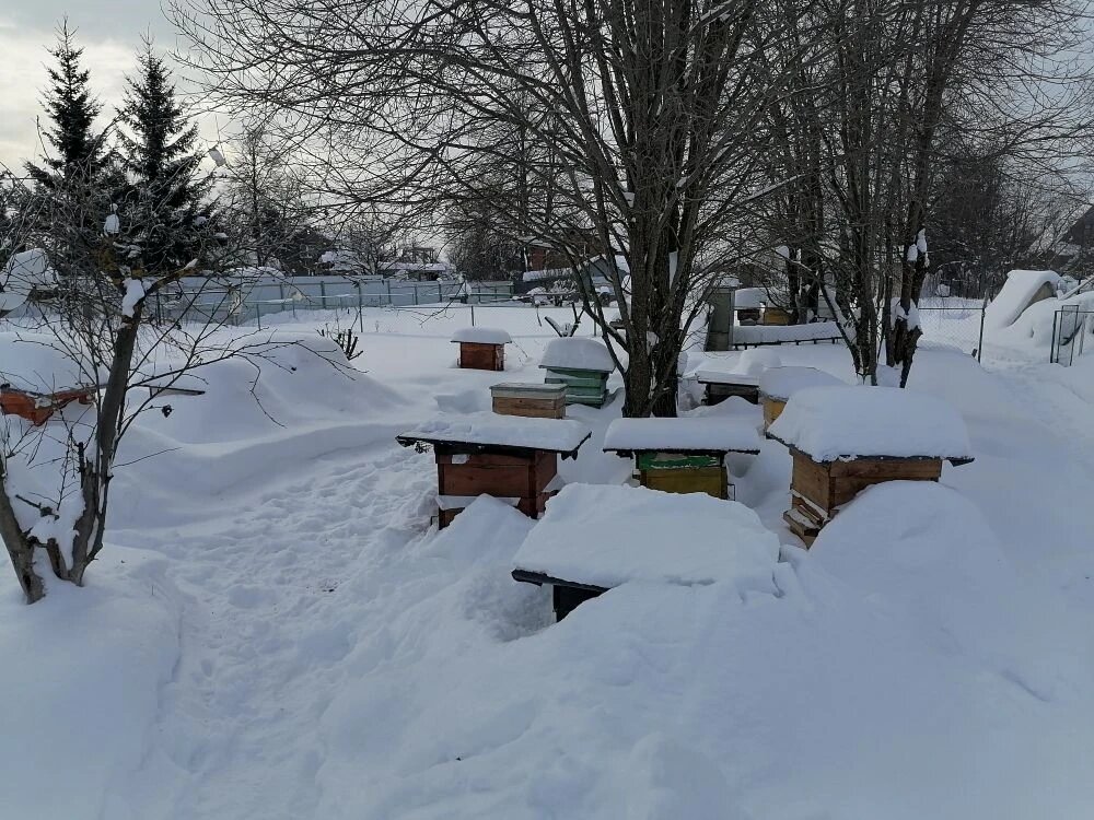 Зимой и весной деревья не мешают прохождению солнечных лучей, а летом во второй половине дня создают тень.