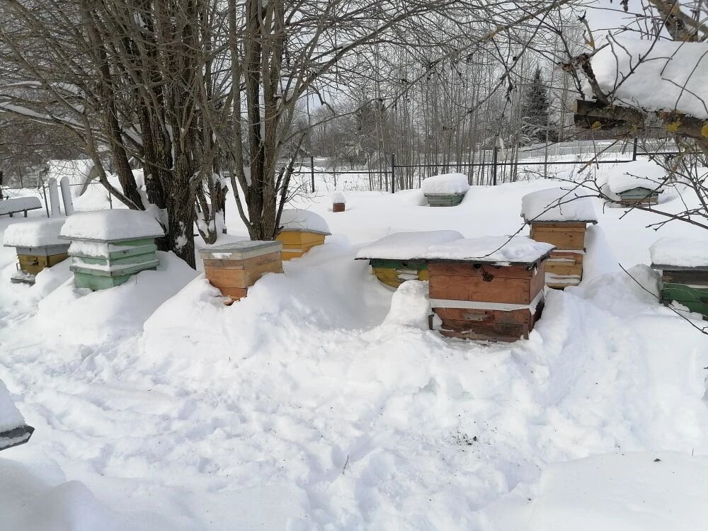 Вот так расположенны улья на моей любительской пасеке. 