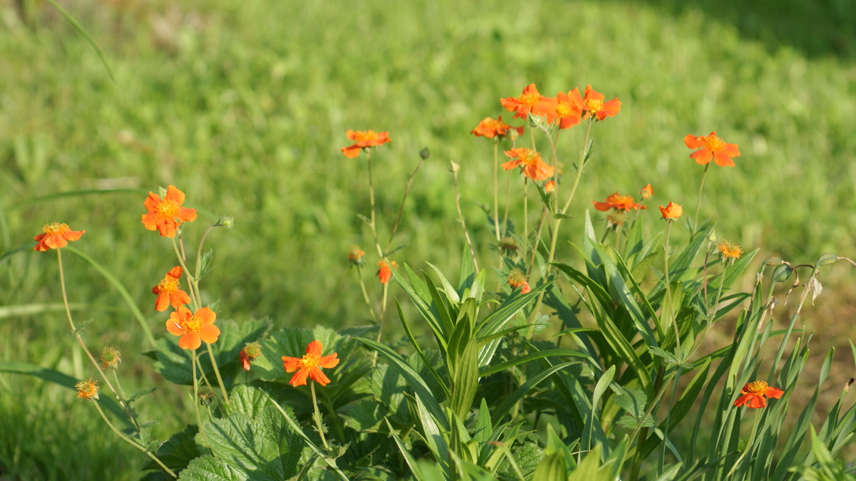 А вот Гравилат немного на расстоянии
