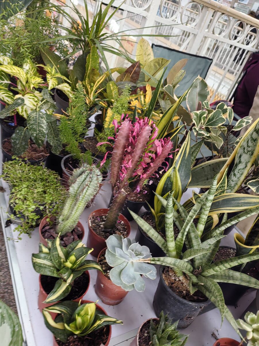 Ярмарка комнатных растений в Севастополе. Фото автора.