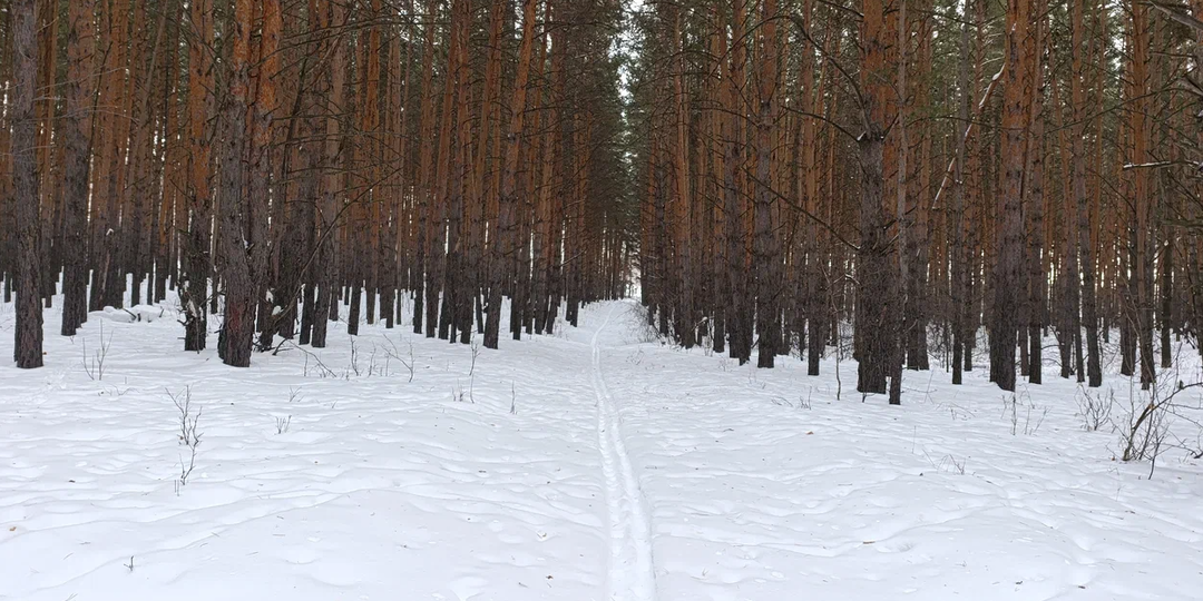 Лишь бы не заблудиться в дремучем лесу контента