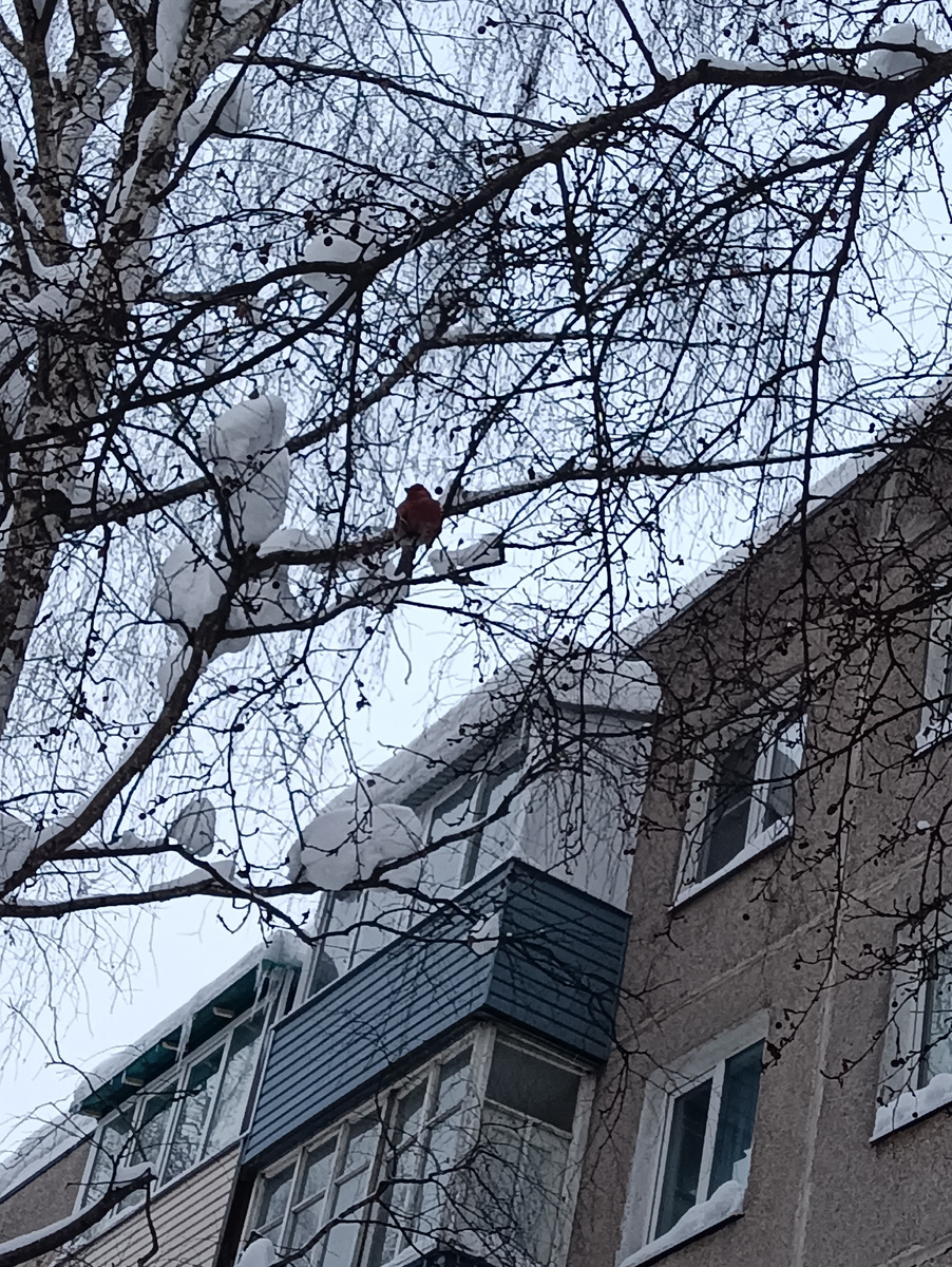 Снегирь, первый раз за зиму увидела возле дома