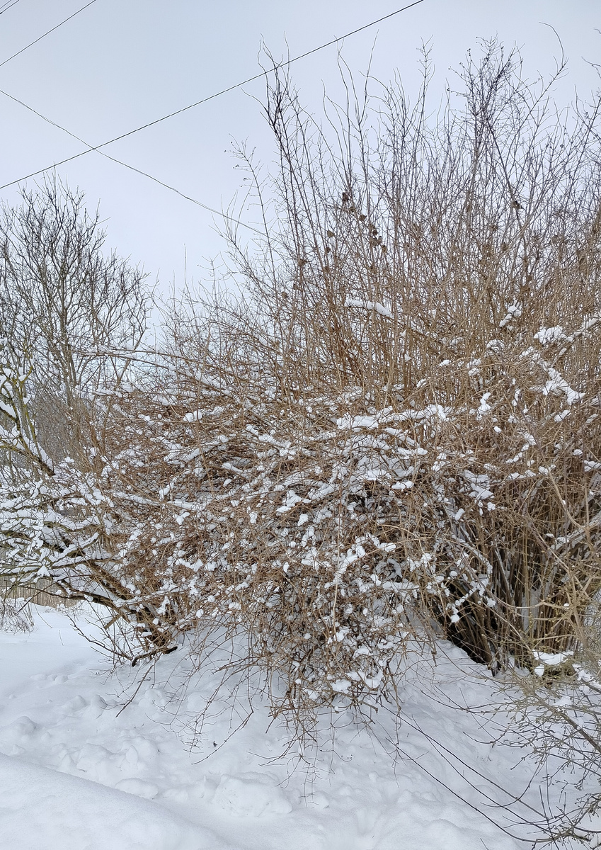 Вот стайка воробьёв разделилась на две команды. Шумели, спорили, пока я не остановилась рядом. И вдруг тишина. А в следующую минуту вспорхнули и на другой куст перелетели, подальше от любопытных глаз
