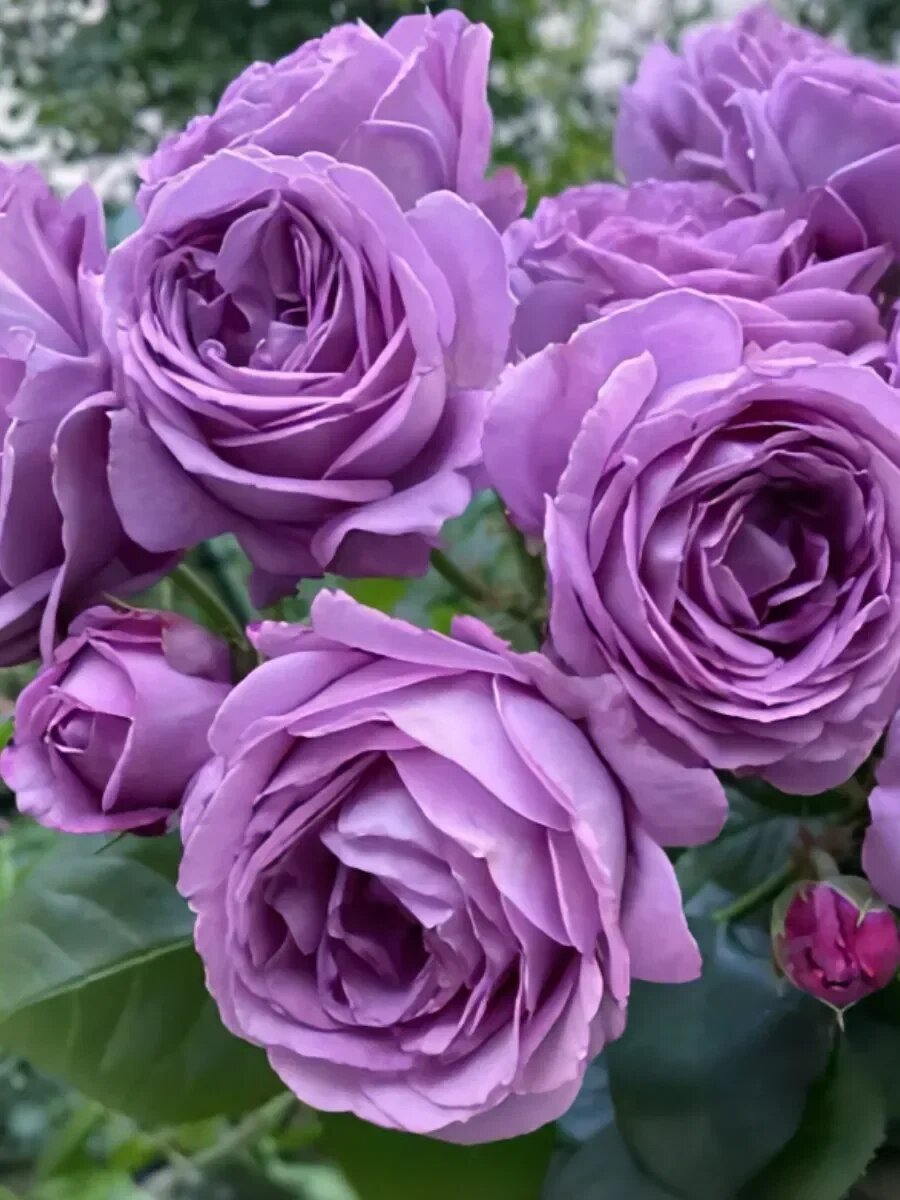 Роза японская Кинда Блю. Фото из инета.