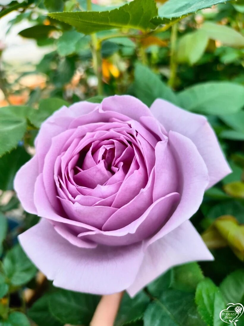 Роза Кинда Блю с сайта Тамара розы.