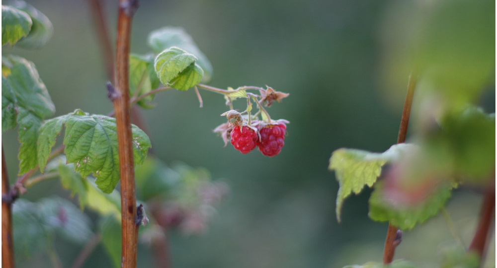 7690 руб. За килограмм малины.