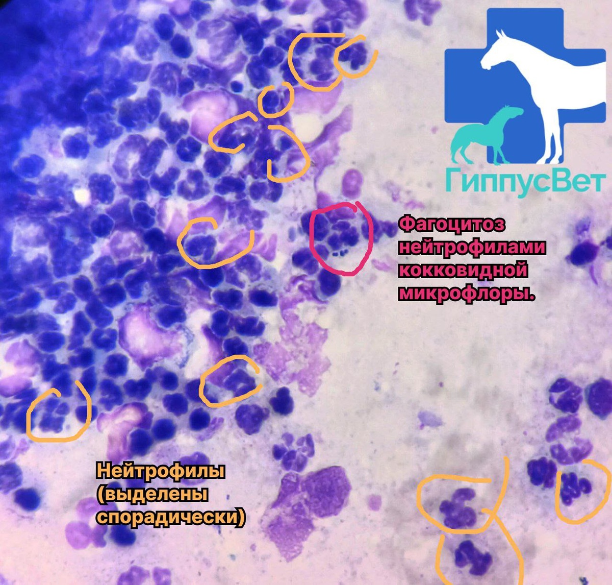 Фото из практики ветеринарной команды Гиппус Вет (телеграм hippusvet).
