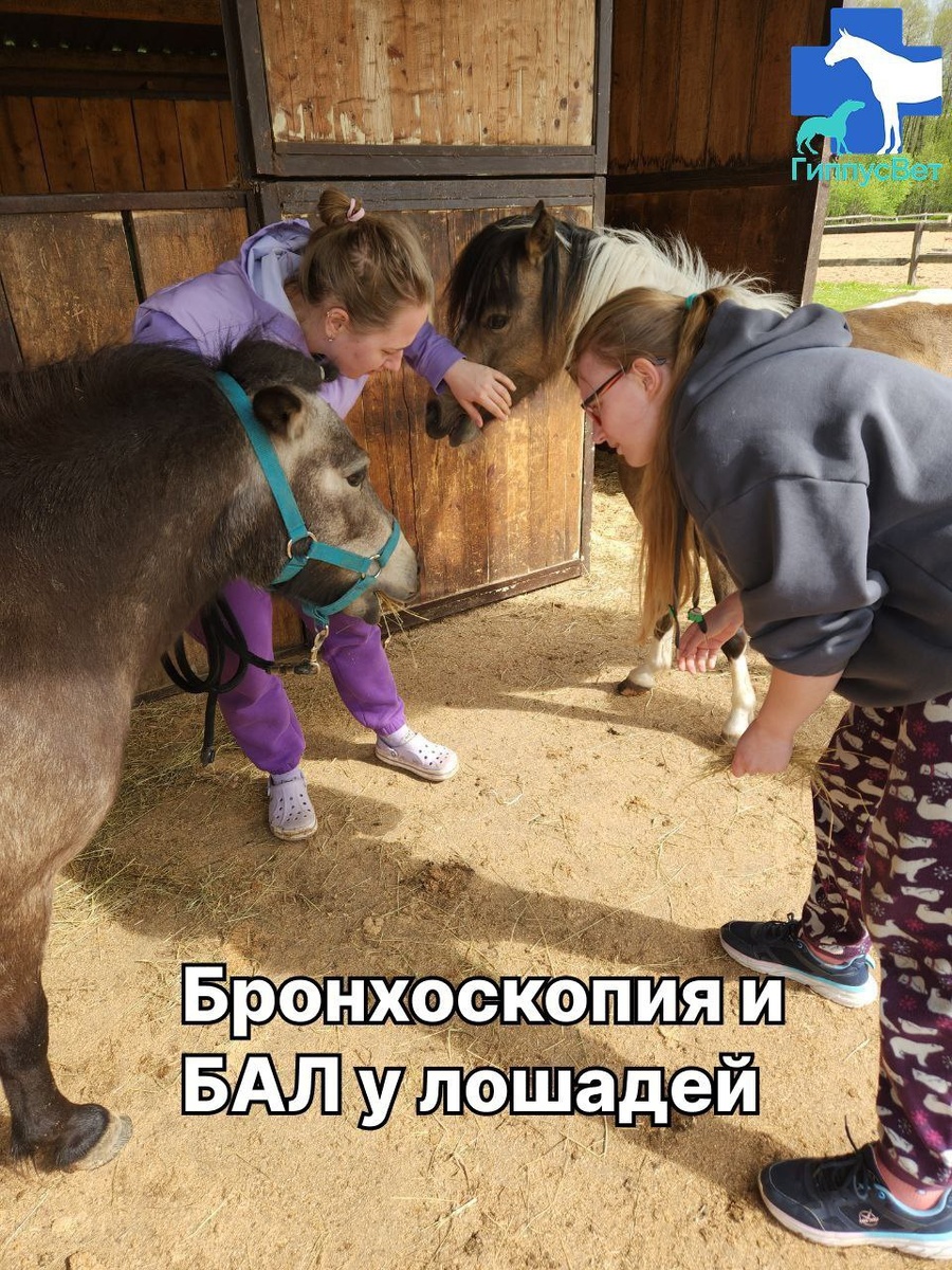 Фото из практики ветеринарной команды Гиппус Вет (телеграм hippusvet)
