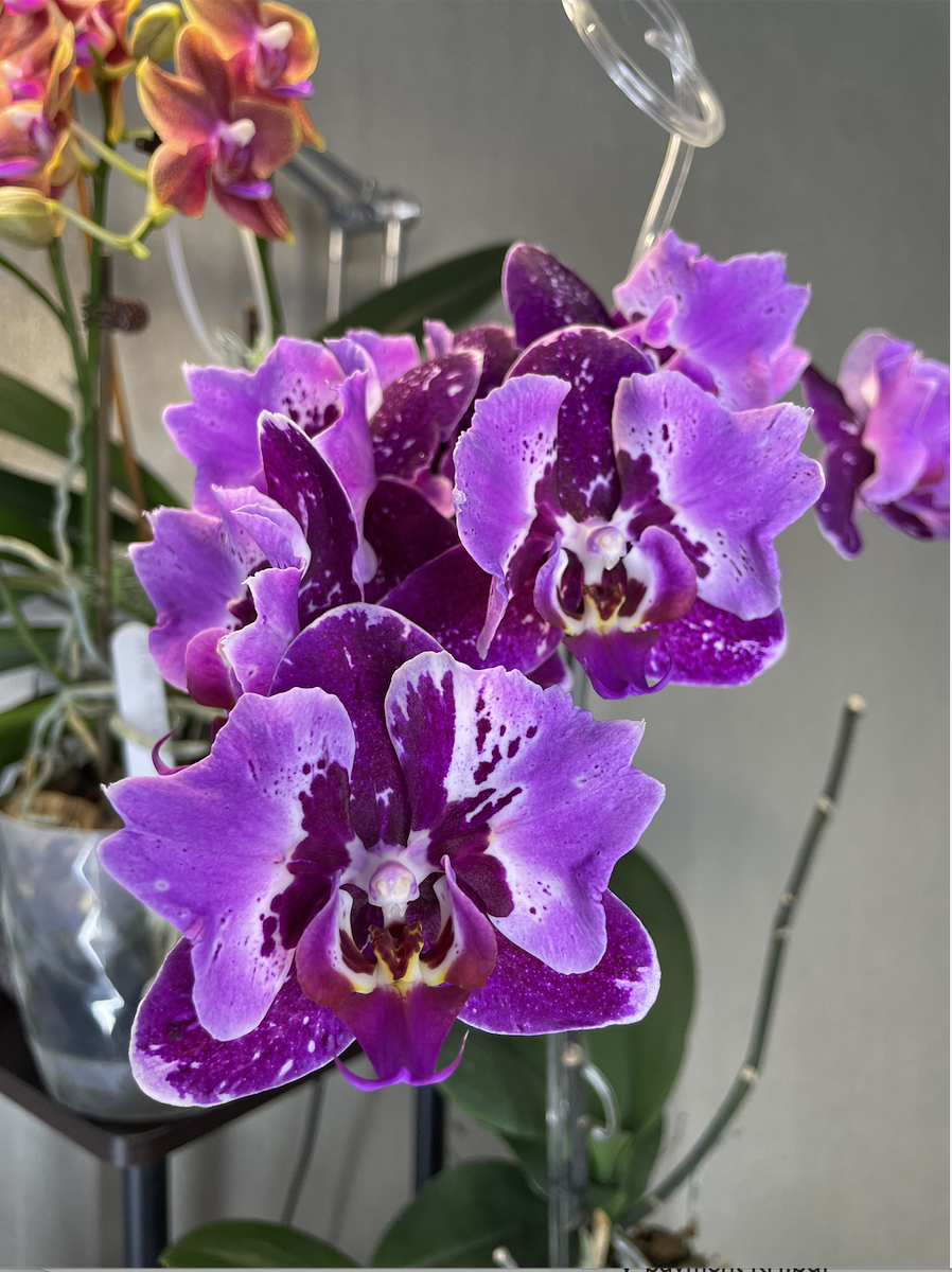 Орхидея фаленопсис БИНТИ. Орхидеи С Еленой Кузнецовой