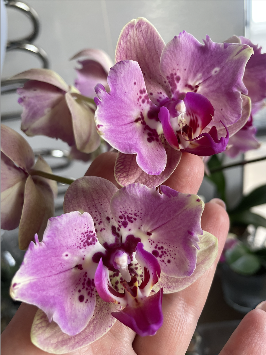 Орхидея фаленопсис Дикий Персик пелор. Орхидеи С Еленой Кузнецовой