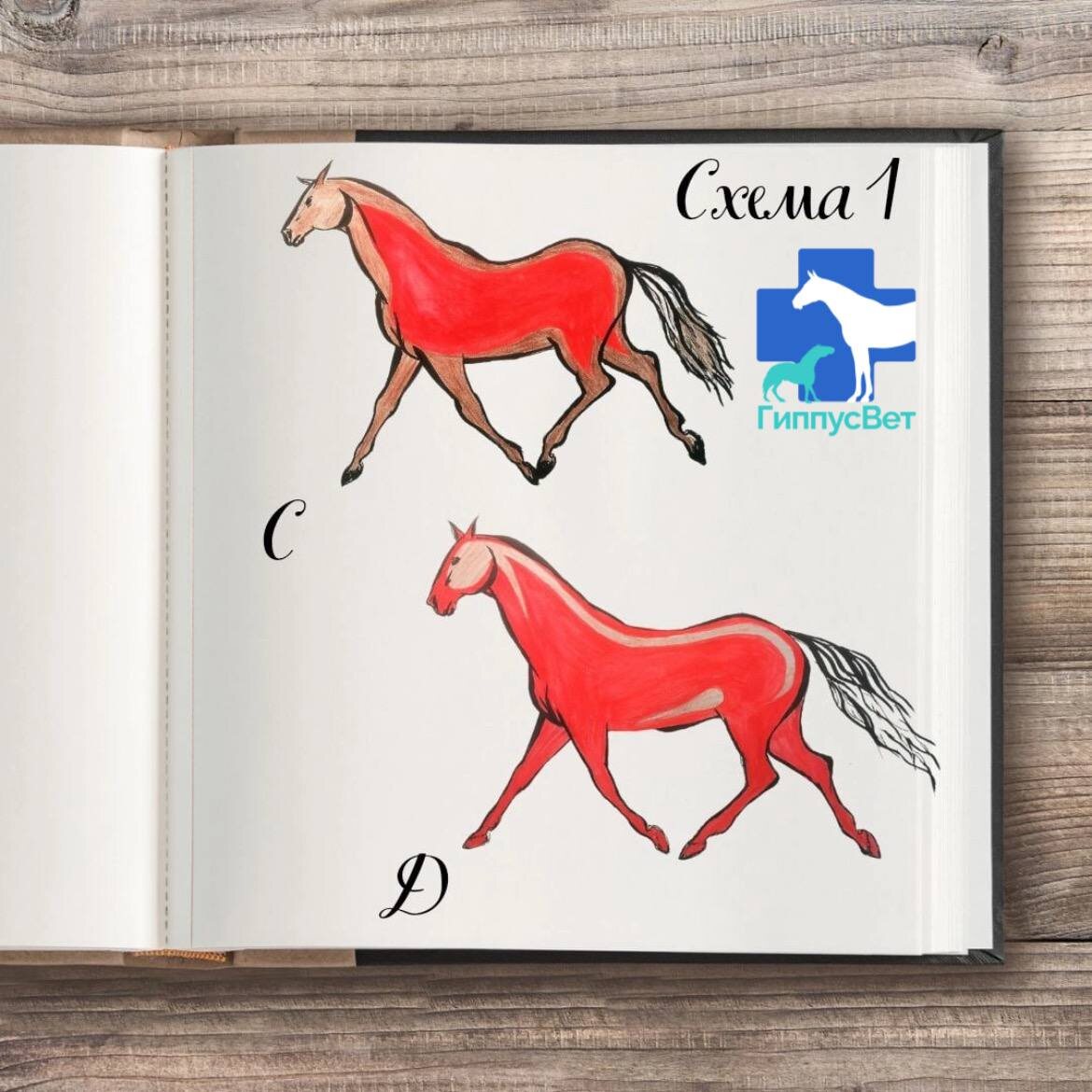 Фото из практики ветеринарной команды Гиппус Вет (телеграм hippusvet).