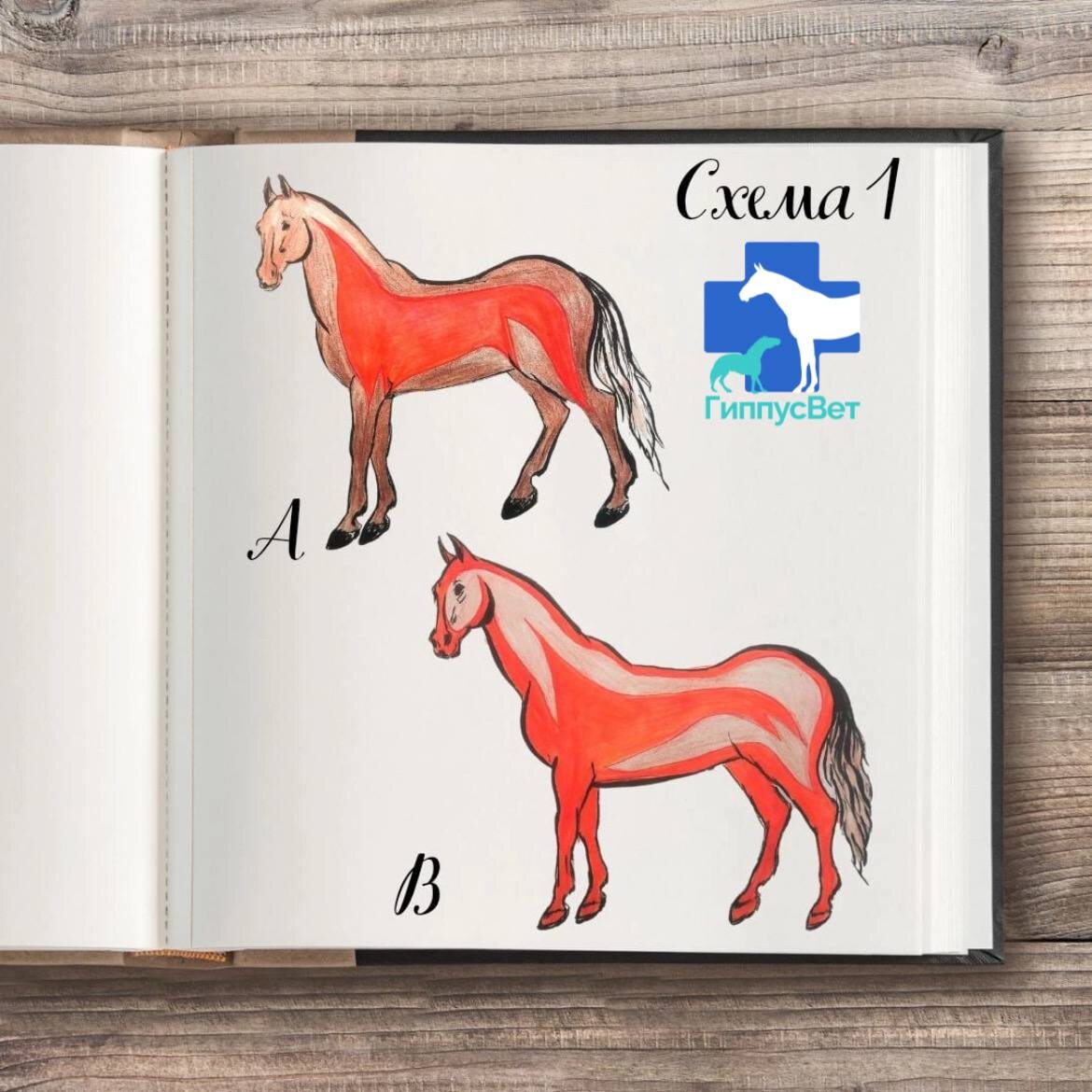 Фото из практики ветеринарной команды Гиппус Вет (телеграм hippusvet).