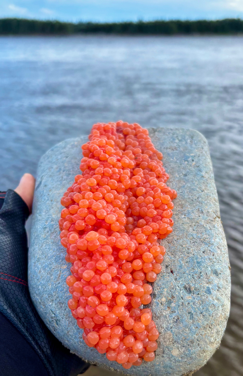 Вот она, вкуснейшая икра, ждет нас…