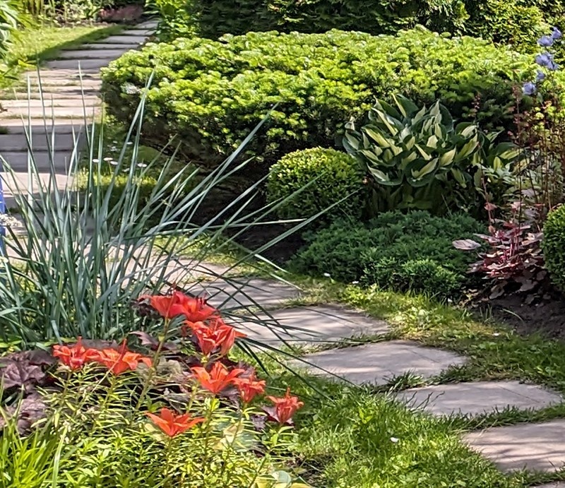 1. Колосняк песчаный летом