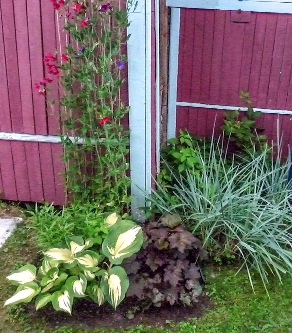 2. Колосняк песчаный летом