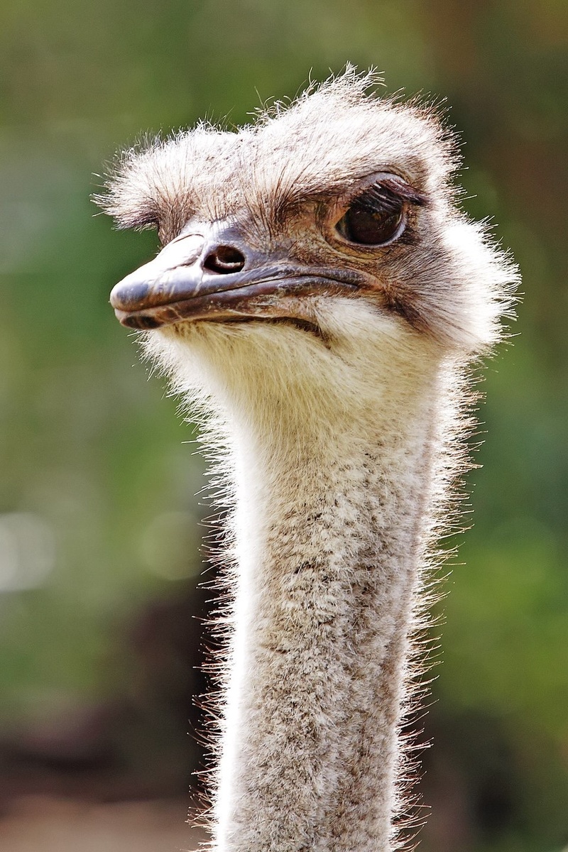 Ой, кто это? Лысая голова с пушком и длинная голая шея. Но это не гриф и не аист марабу. Клюв другой и глаза совсем иные - очень большие, с длинными пушистыми ресницами. Такие у птиц не встречаются. Под пухом скрываются ушные раковины, очень похожие на маленькие детские ушки.