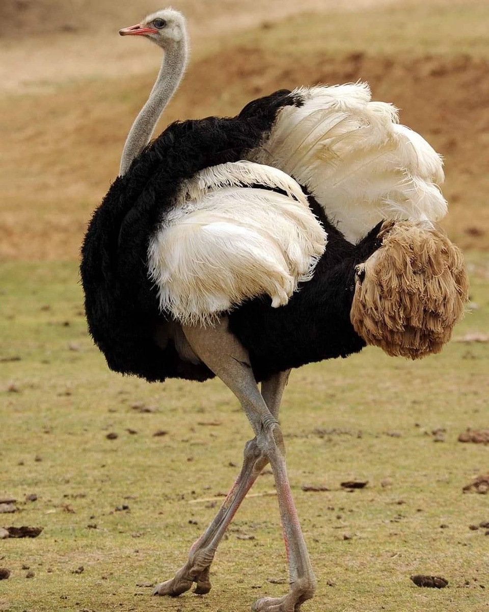 Ба, да это же африканский страус во всей красе!