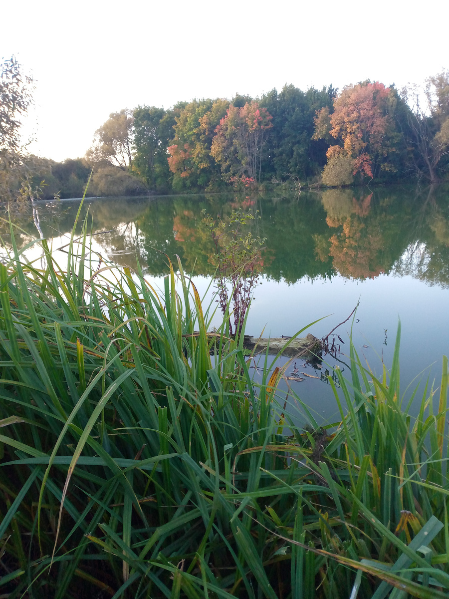 Пруд начало сентября