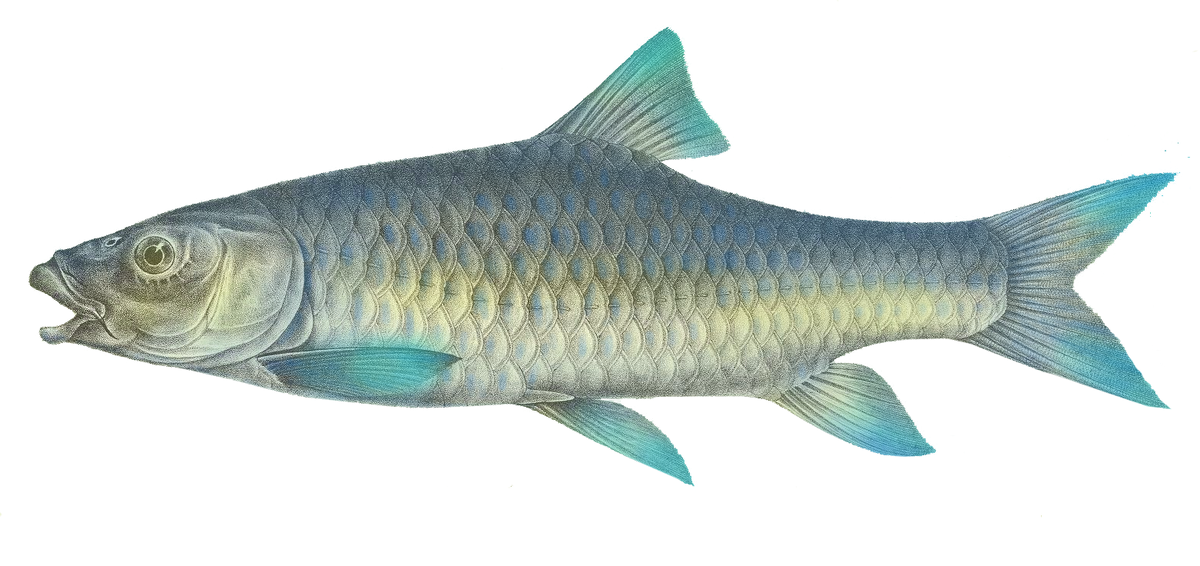 Labeobarbus stappersii