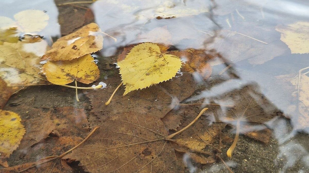    Фото: телеканал «Краснодар»