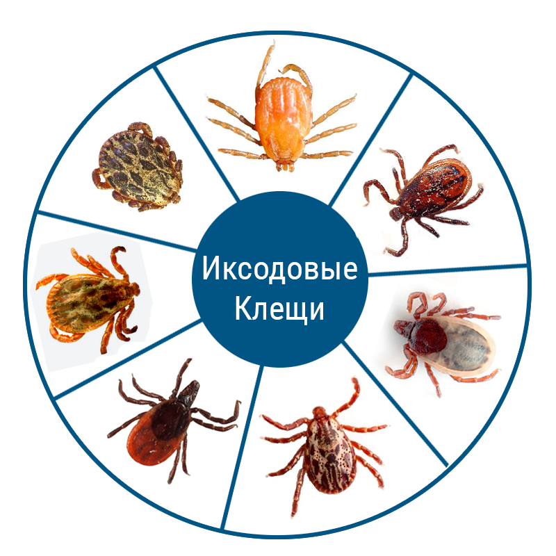 Переносчики: иксодовые клещи (заражение происходит через укус).