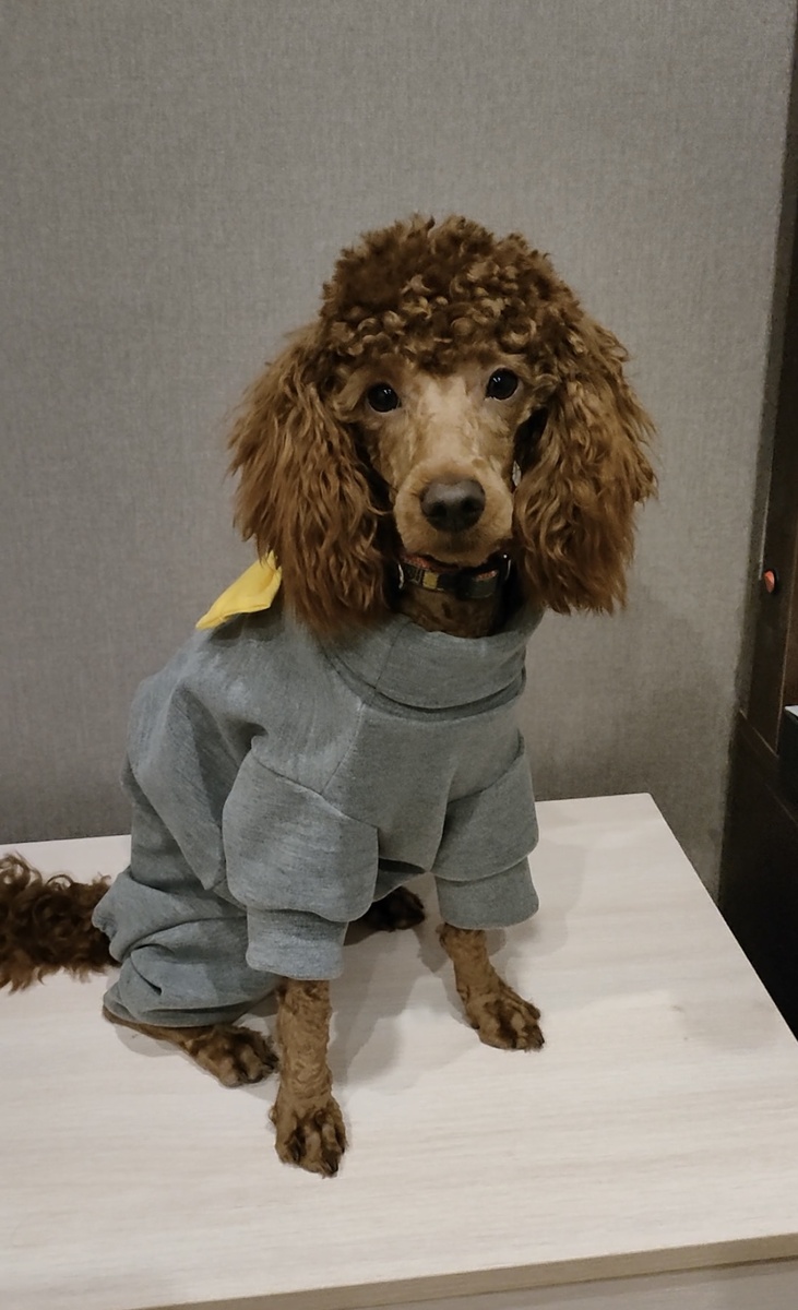 Ричик с бритой мордочкой