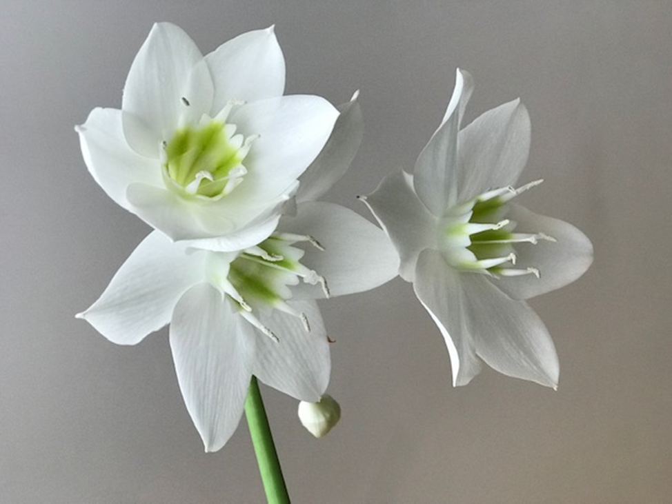 Эухарис (амазонская лилия) впервые зацвёл через 15 лет.