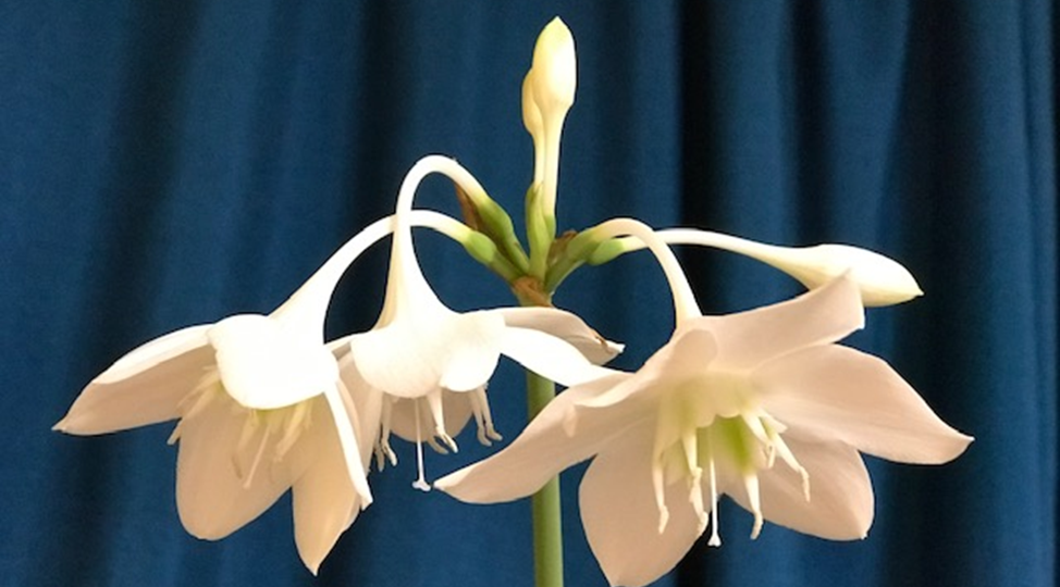 Мистика. Эухарис - мифы и реальность.