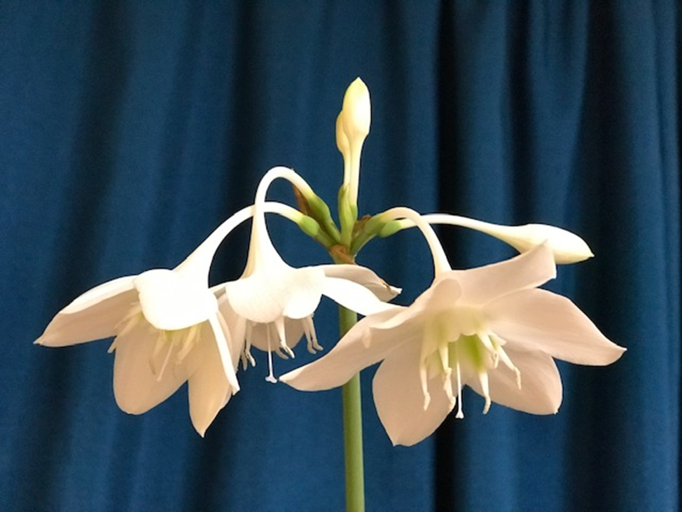 Цветы эухариса белее белого.