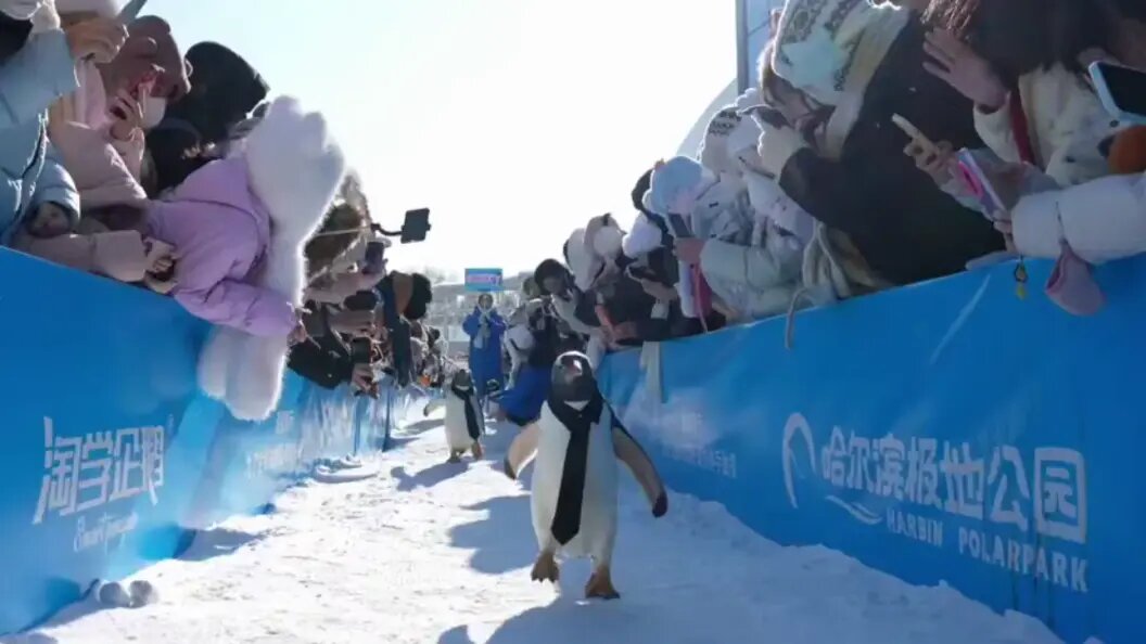    стоп-кадр видео t.me/lookatme1313