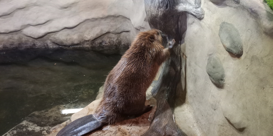В гости к бобрам. Воронежский бобронариум.