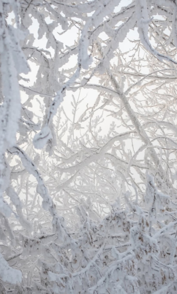 Зима в расцвете 