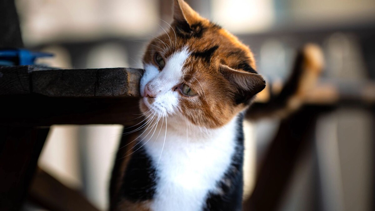    Фото: Maria Wan/Shutterstock/Fotodom