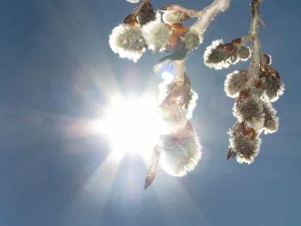 21 марта: Вербоносица, Весенний солнцеворот. Деньги в долг не давай, на депозит не клади.