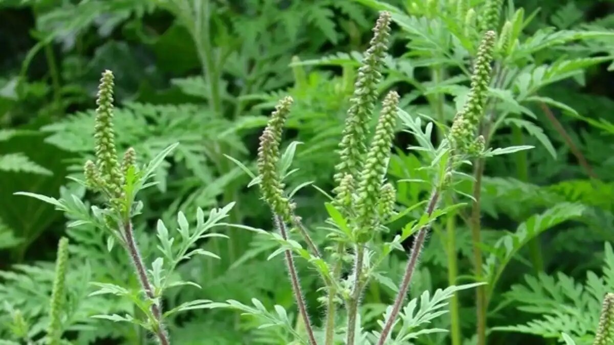 Фото:пресс-служба Донецкого филиала Россельхозцентра
Амброзия полыннолистная