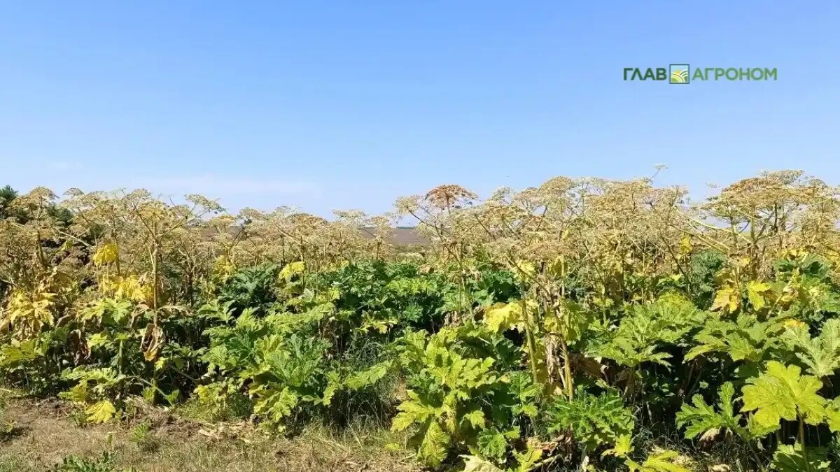 Фото:© Артем Борисов / Glavagronom.ru
Заросли борщевика, фото иллюстративное