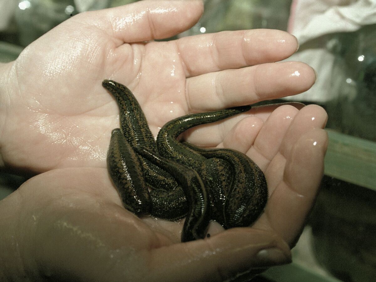    Пиявки | © РИА Новости / Олег Ласточкин