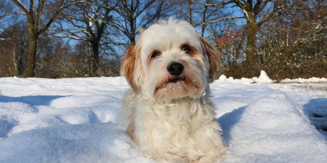 Почему в феврале у собак болят суставы: 5 причин обострения и что делать