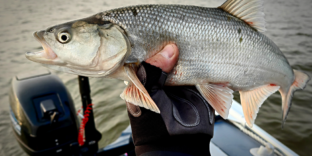 Искусство эффективной ловли жереха от весны до поздней осени
