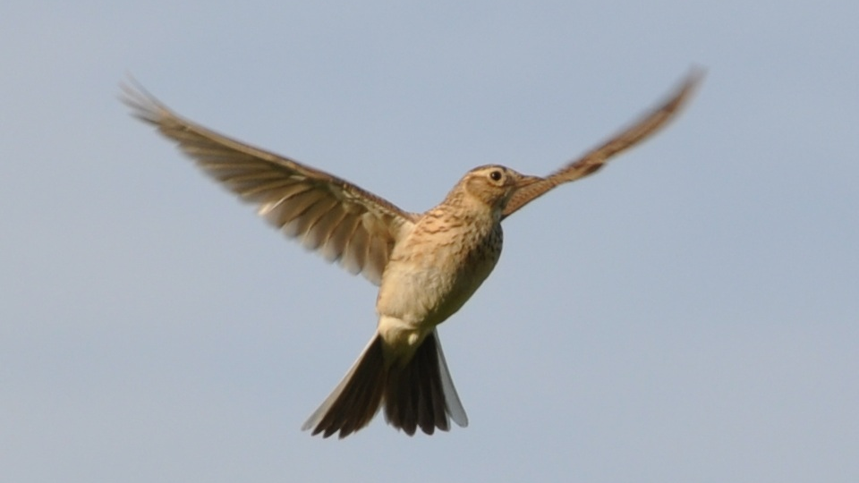 22 марта: Жаворонки. Новые дела не начинай, деньги в долг не давай.