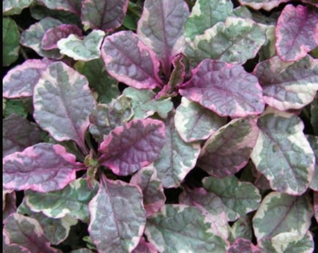 Бургунди Глоу